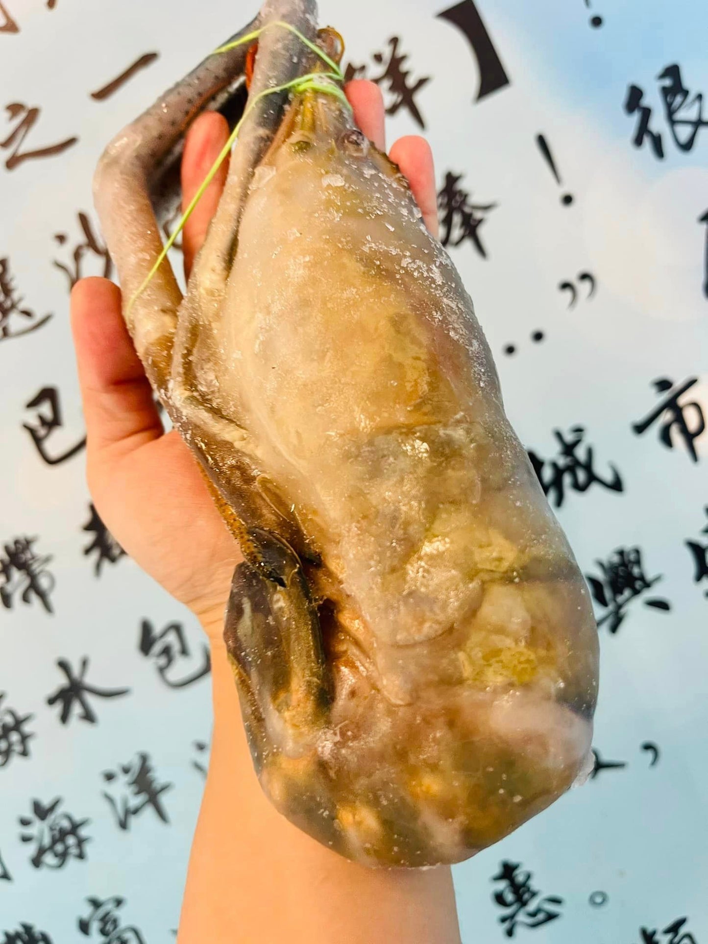 XXXL 大头虾 —— Big head prawn / udang galah (300G +-)