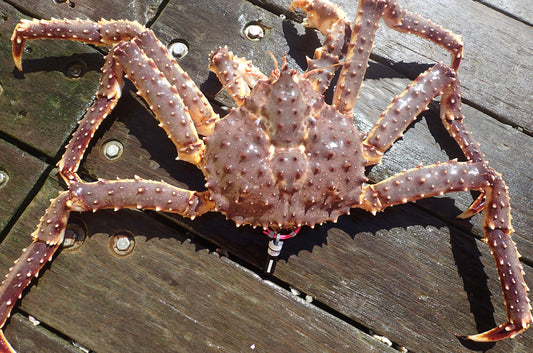 帝王蟹 —— KING CRAB (2-3KG)
