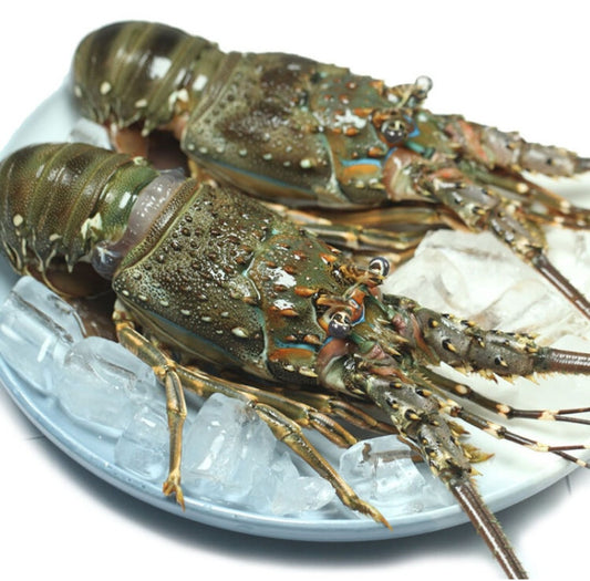 沙巴青龙虾 —— Sabah Green Lobster (1- 1.2KG )