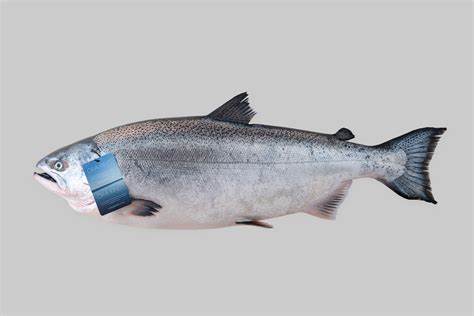 【Premium GRADE A 】New Zealand —— ORA KING Salmon (4-6KG )