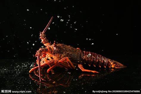 澳洲龙虾 —— Australia Lobster (1kg up )