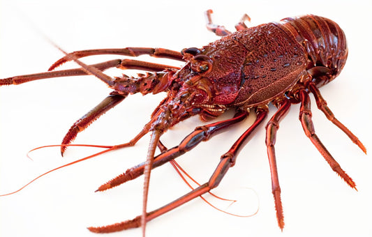 澳洲龙虾 —— Frozen Austarlia Lobster