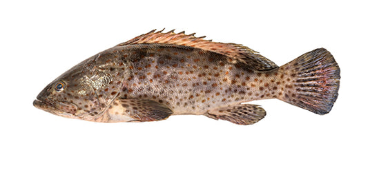 沙巴石斑鱼 —— Sabah Grouper (500-550g )