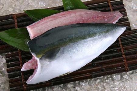 4a JAPAN Hamachi Fillet - 2KG+- 【Premium quality 】~ sashimi grade
