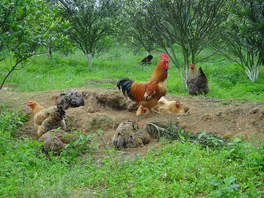 自家养殖走地鸡 —— Kampung chicken (1.3-2kg )