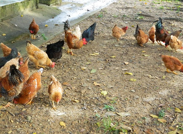 自家养殖走地鸡 —— Kampung chicken (1.3-2kg )