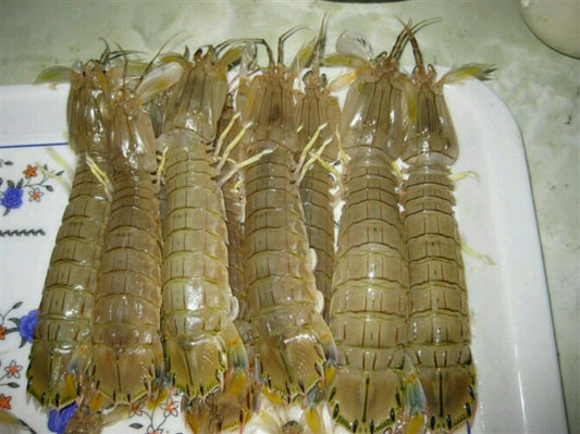 本地皮皮虾 / 濑尿虾 —— Mantis Prawn (30-33 pcs per KG)
