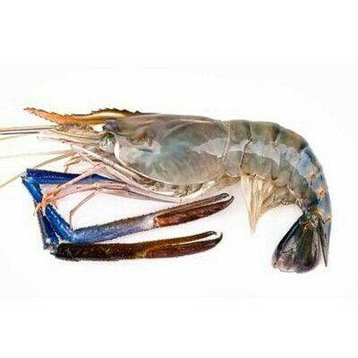 XXXL 大头虾 —— Big head prawn / udang galah (300G +-)