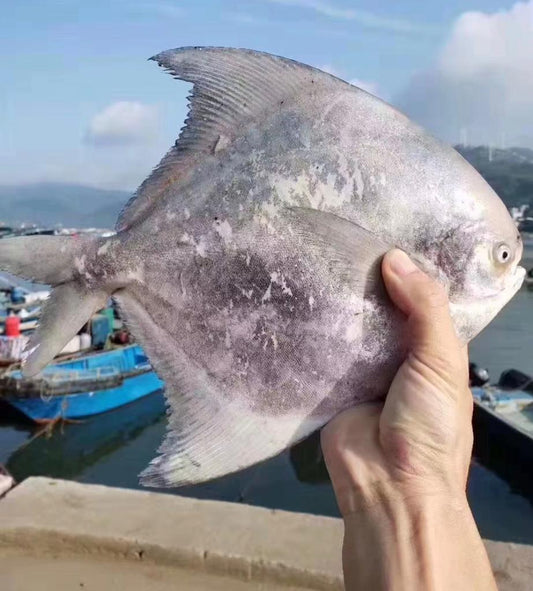 沙巴斗鲳鱼 —— Sabah Chinese Pomfret (500-600G )