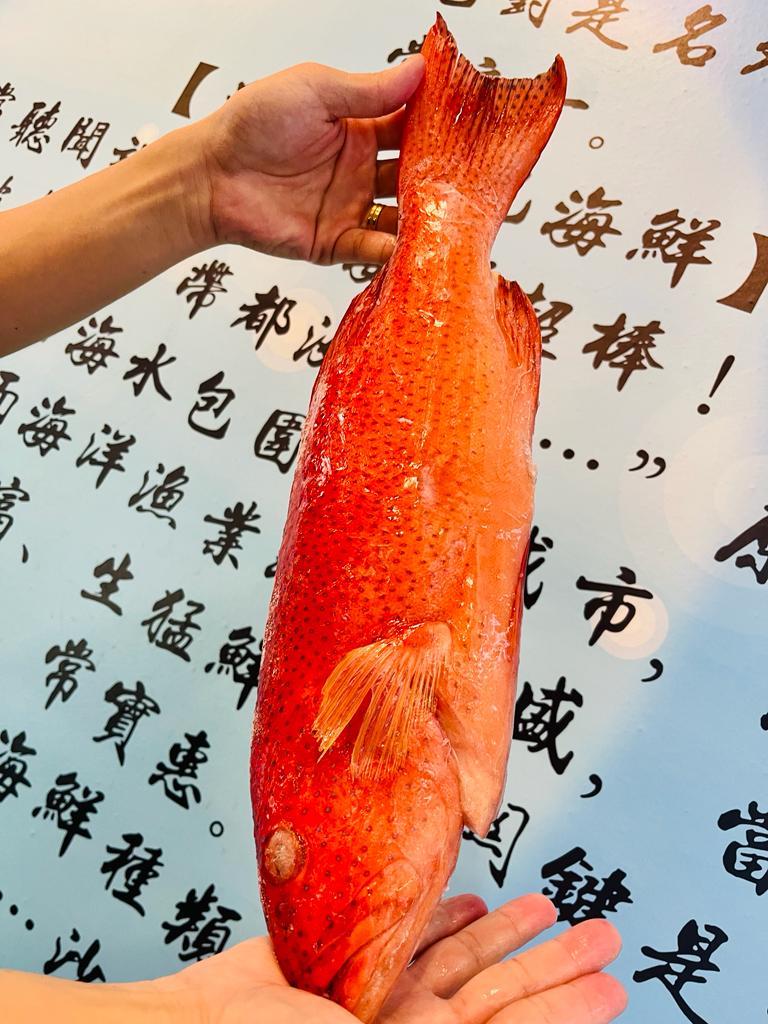 【沙巴七星班O/S】 Sabah Coral Grouper O/S【 1.4~1.8KG 】