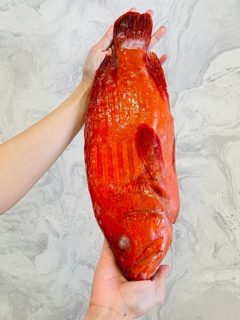 沙巴红瓜子 —— Sabah Tomato Grouper (900G+-)