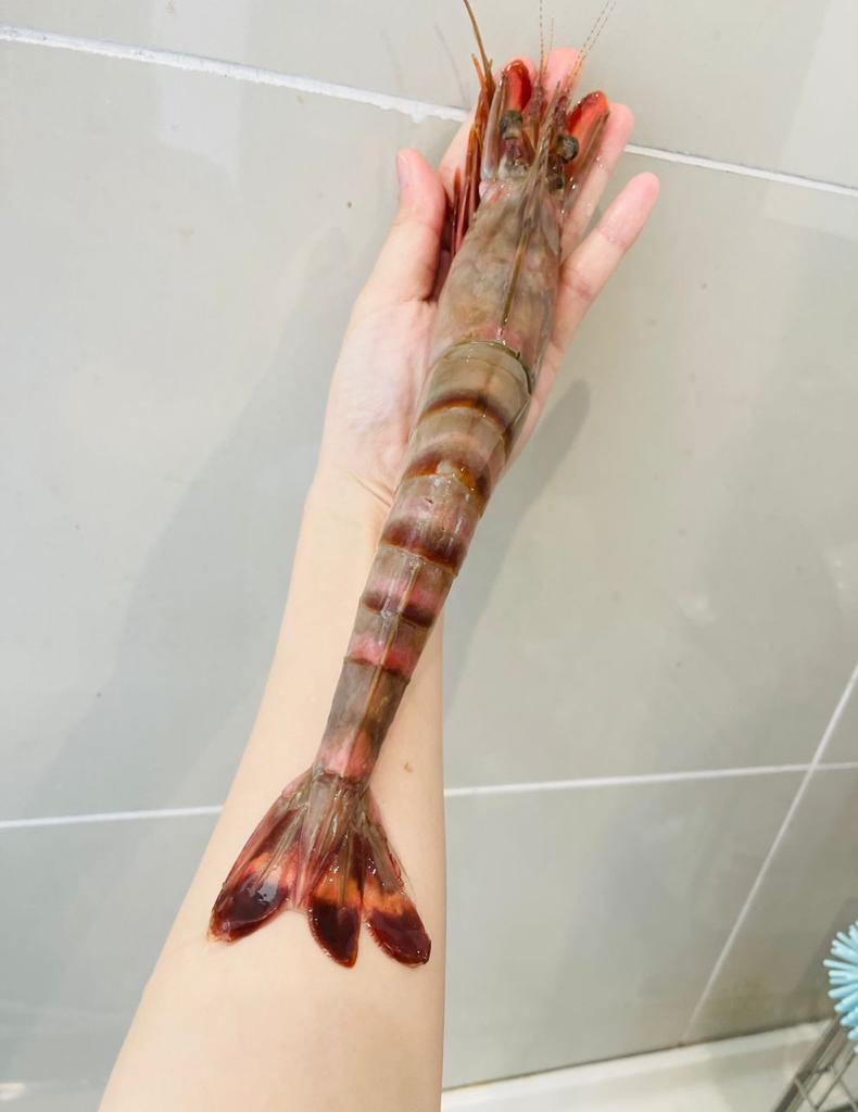 沙巴野生特大老虎虾(XXL) —— Sabah Deep Sea Wild Tiger Prawn -750G (4-5pcs)