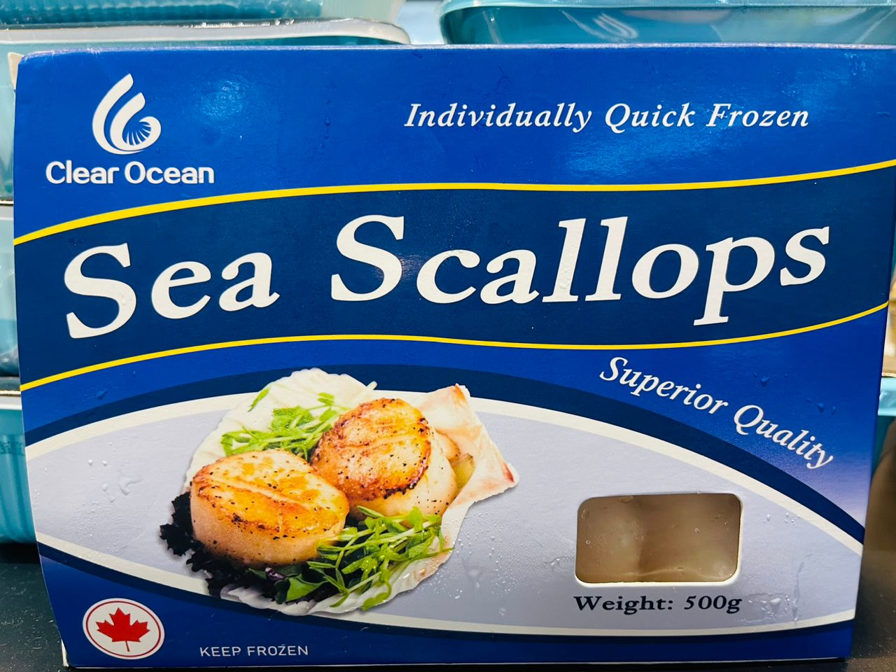 Sea Scallop (10/20 )