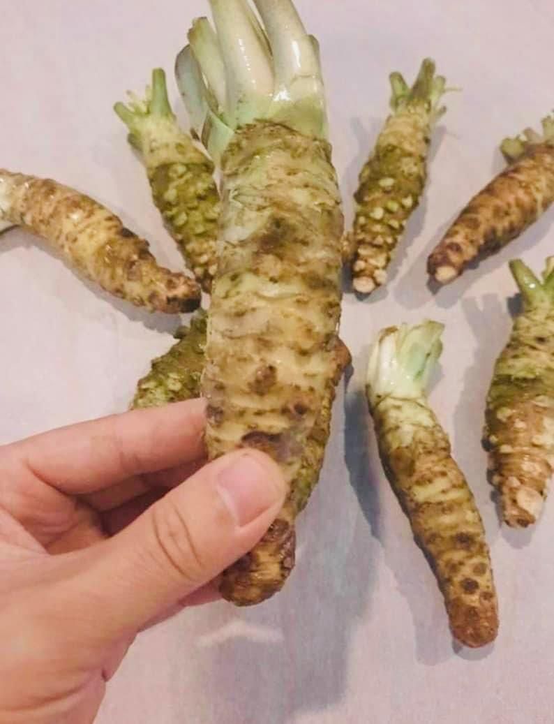 Fresh JAPAN Wasabi