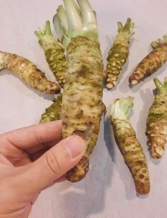 Fresh JAPAN Wasabi