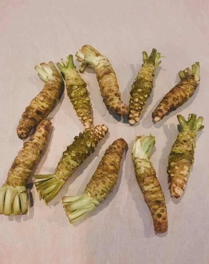 Fresh JAPAN Wasabi