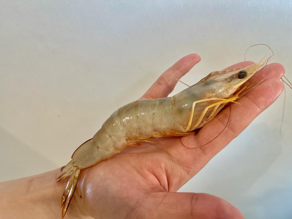 沙巴明虾 21/30 —— Sabah Ming Xia 21/30 (750G)
