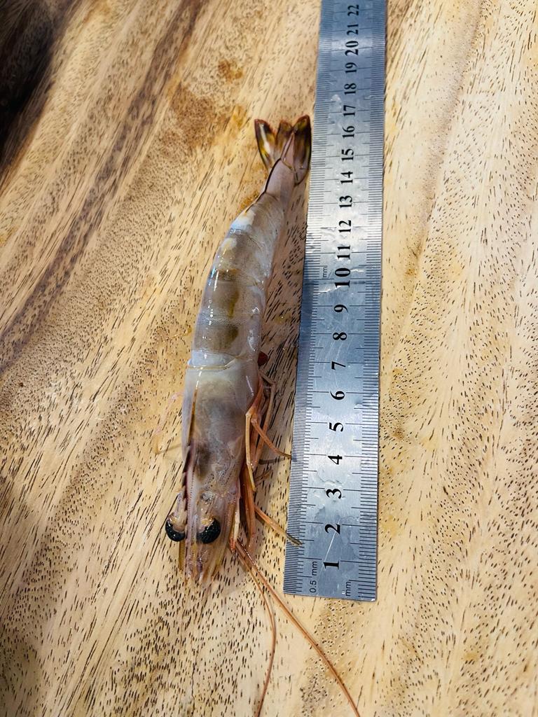 沙巴明虾 21/30 —— Sabah Ming Xia 21/30 (750G)
