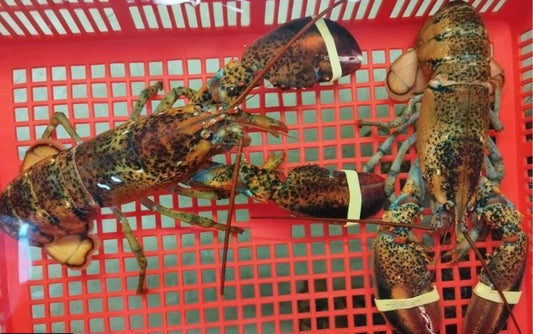 波斯顿龙虾 —— Boston lobster ( 500g+-)