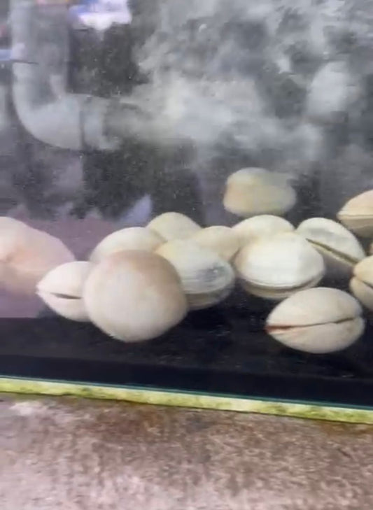 珍珠蚌