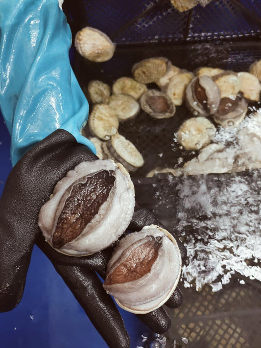 南非鲍鱼 —— South africa abalone (110-150g )