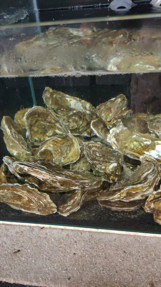 美国生蚝 —— US OYSTER (1 Dozen:12pcs)