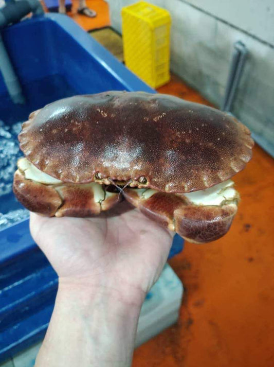 法国面包蟹 —— FRENCH brown crab ( 700g - 1.2kg+-)