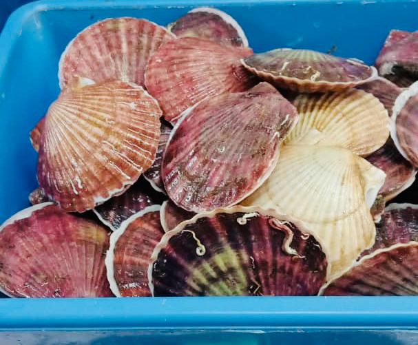 大扇贝 —— BIG Scallop