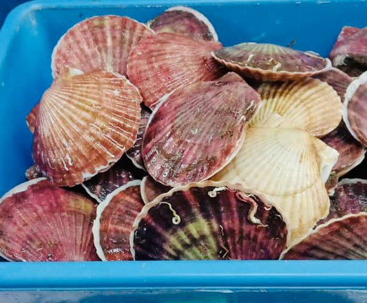 大扇贝 —— BIG Scallop