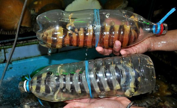 斑马皮皮虾 —— Zebra mantis prawn (300-400G+-)