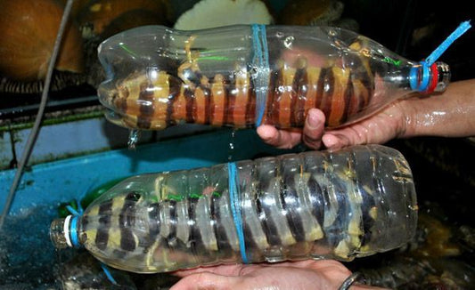 斑马皮皮虾 —— Zebra mantis prawn (300-400G+-)