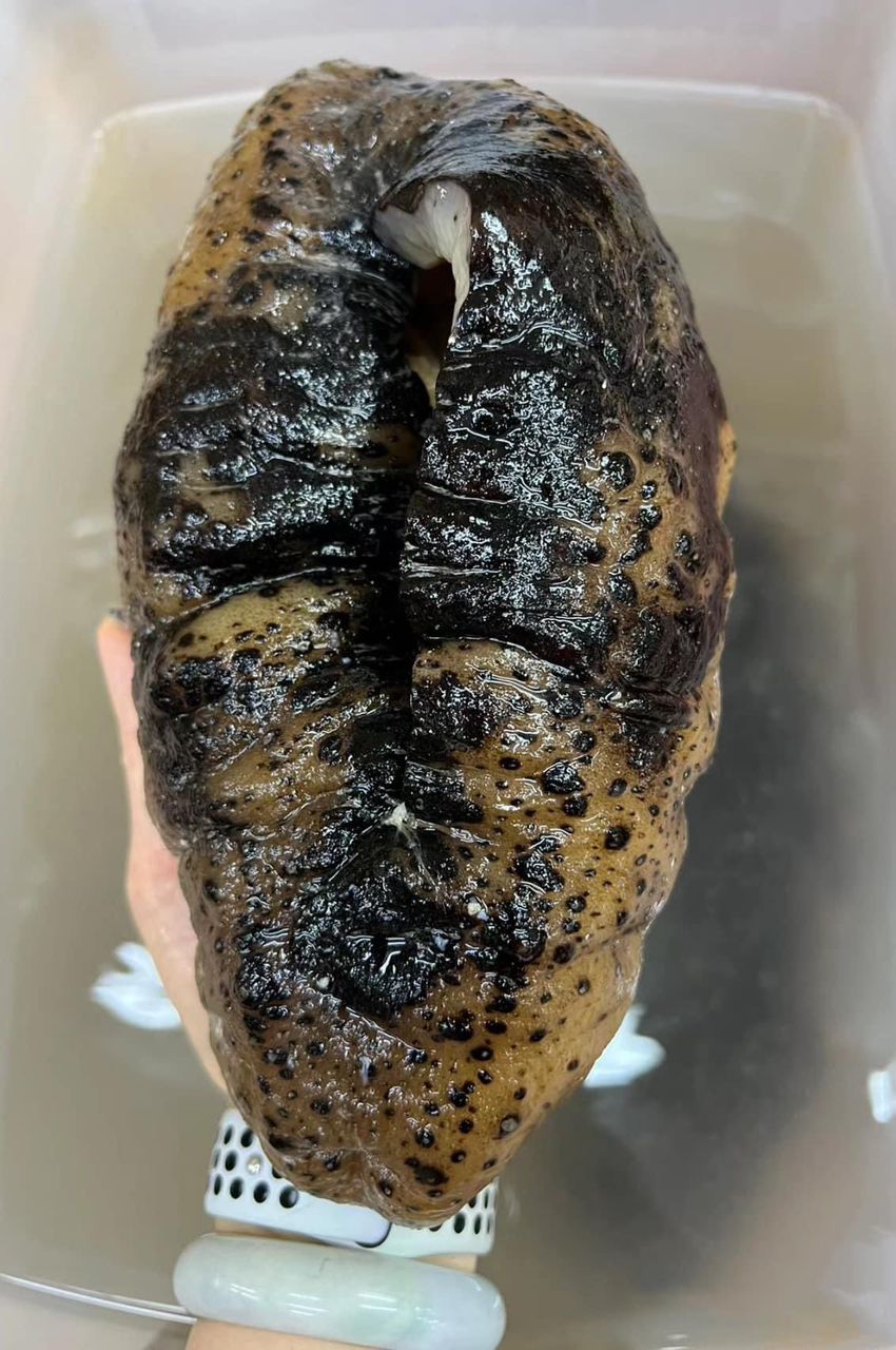 沙巴猪婆参 Sea Cucumber (300G-1KG ++)
