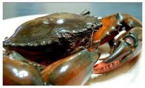 沙巴【活】肉蟹 /膏蟹 —— Sabah LIVE Crab