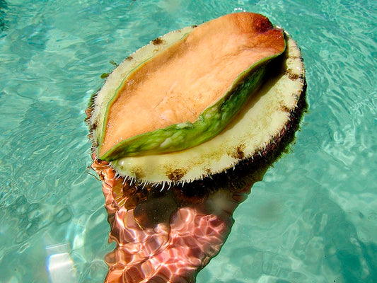 Australia Tasmania Abalone —— 澳洲青边鲍鱼(200G UP )