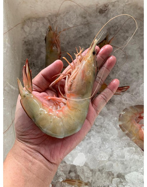 沙巴【大】明虾 16/20 —— Sabah BIG Ming Xia 16/20 (750g)