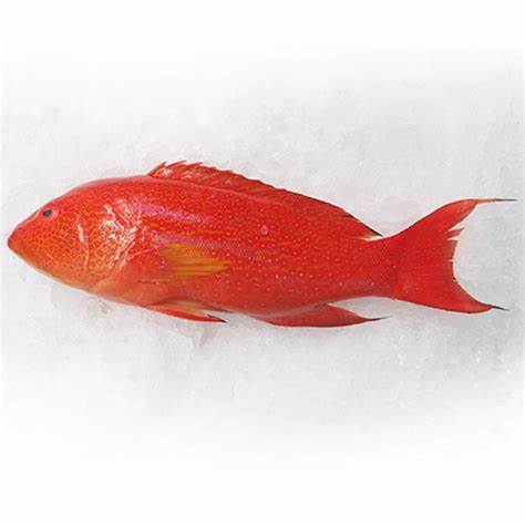 沙巴燕子斑——Sabah Pineapple Grouper (500G +-)