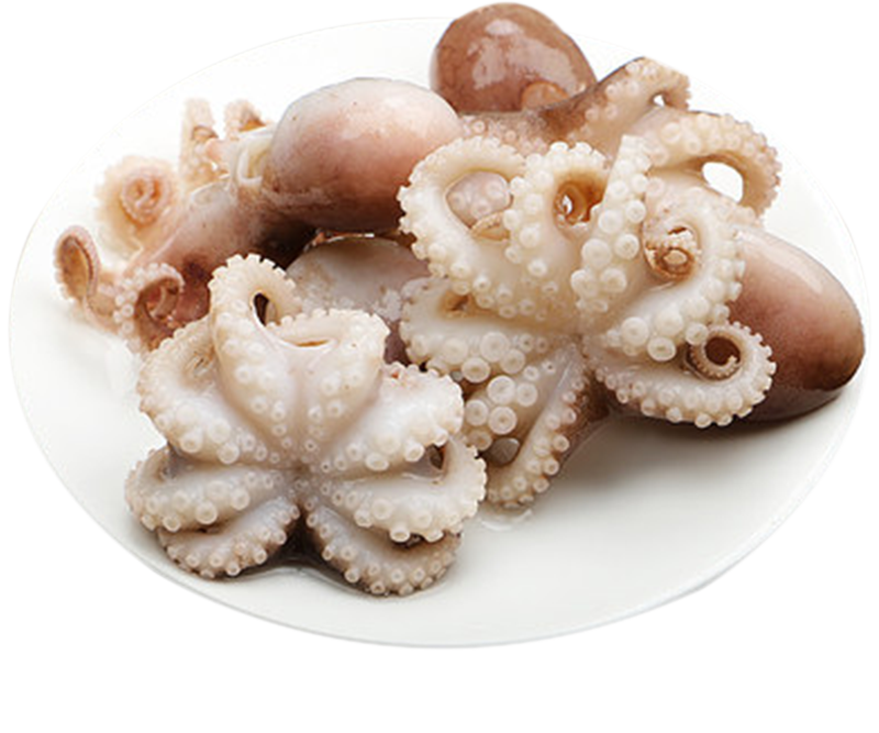 沙巴小章鱼 —— Sabah Baby Octupus