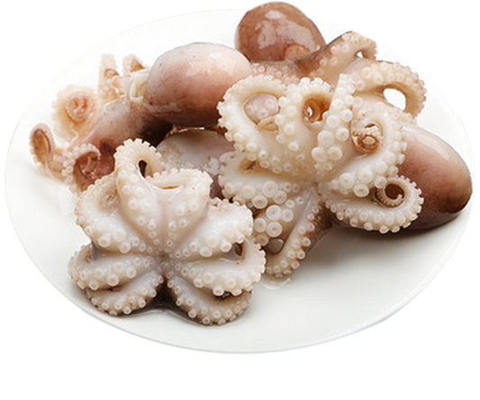 沙巴小章鱼 —— Sabah Baby Octupus