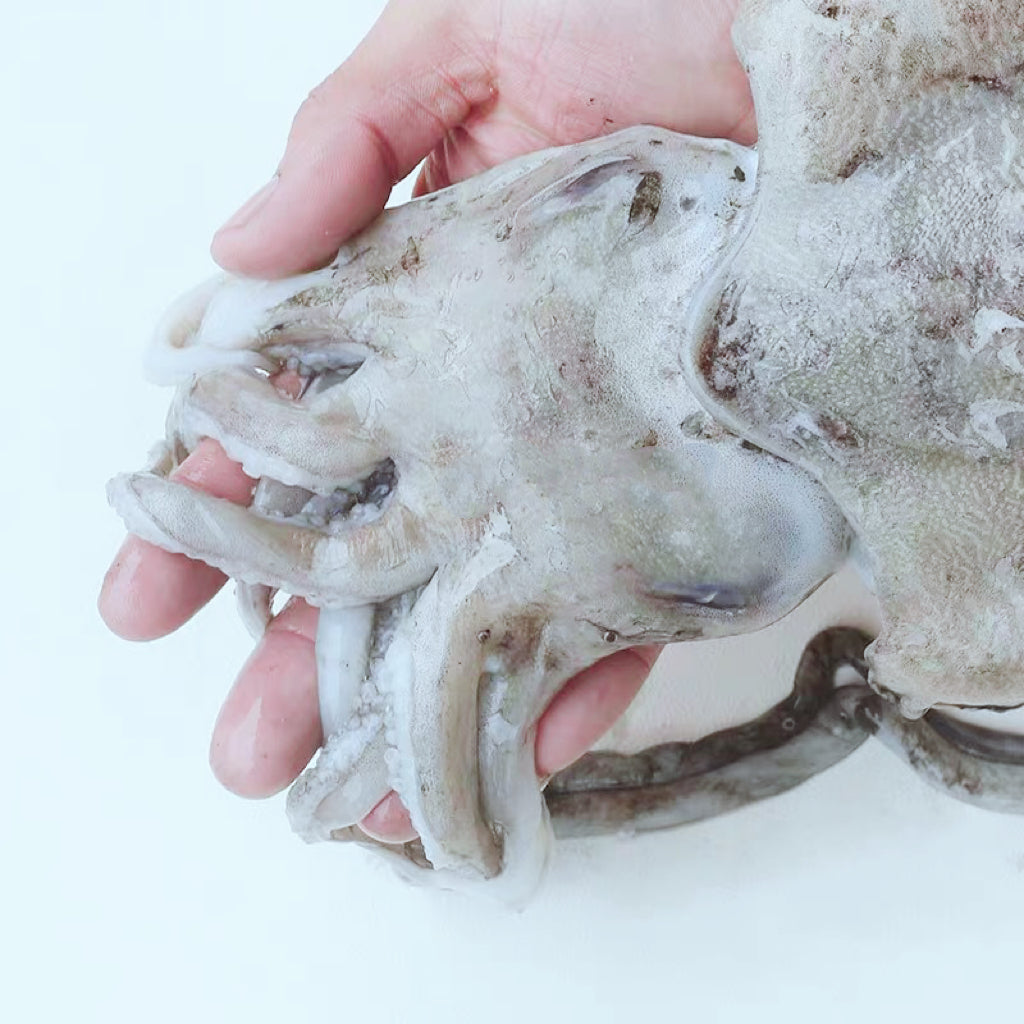 沙巴乌贼(XL) —— Sabah Squid (XL) 550g-650g
