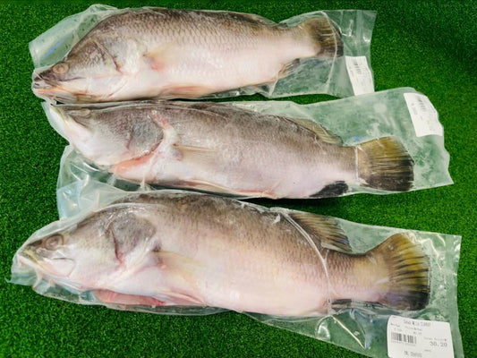 【沙巴金目鲈鱼】Sabah Wild Siakap ( 700-800g )