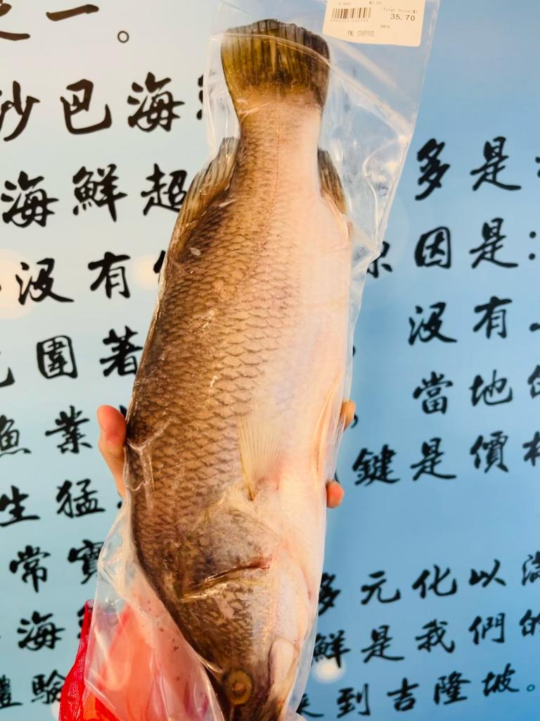 【沙巴金目鲈鱼】Sabah Wild Siakap ( 700-800g )
