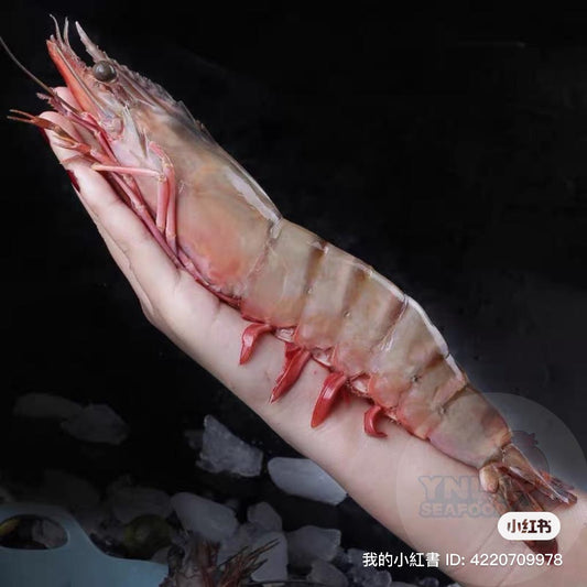 沙巴野生特大老虎虾(XXL) —— Sabah Deep Sea Wild Tiger Prawn -750G (4-5pcs)