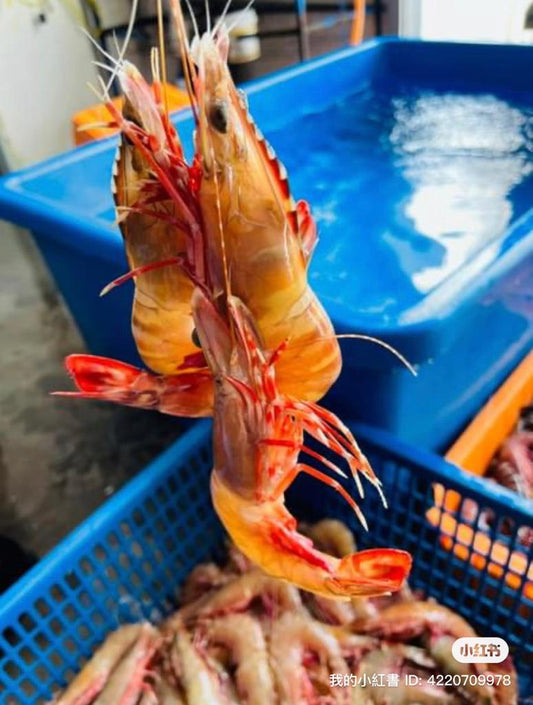 沙巴速冻花虾(XL) Sabah Live Flower Prawn (XL) 500g
