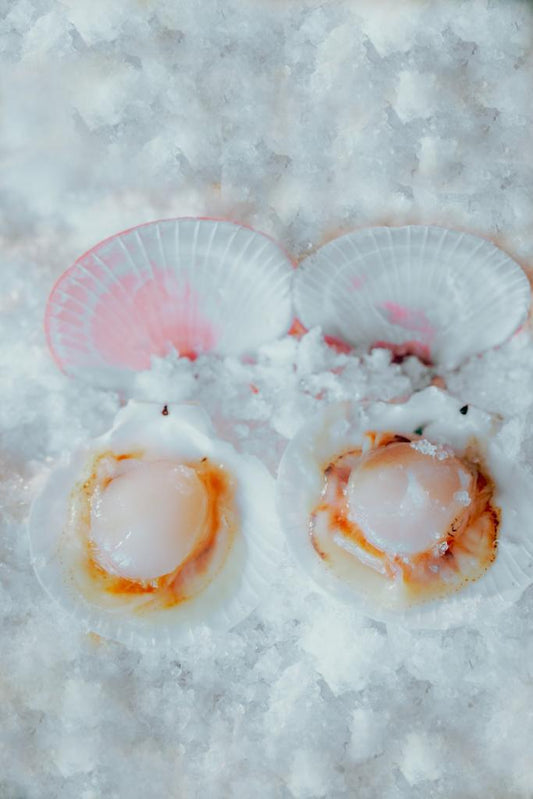 沙巴飞螺 —— Sabah Scallop
