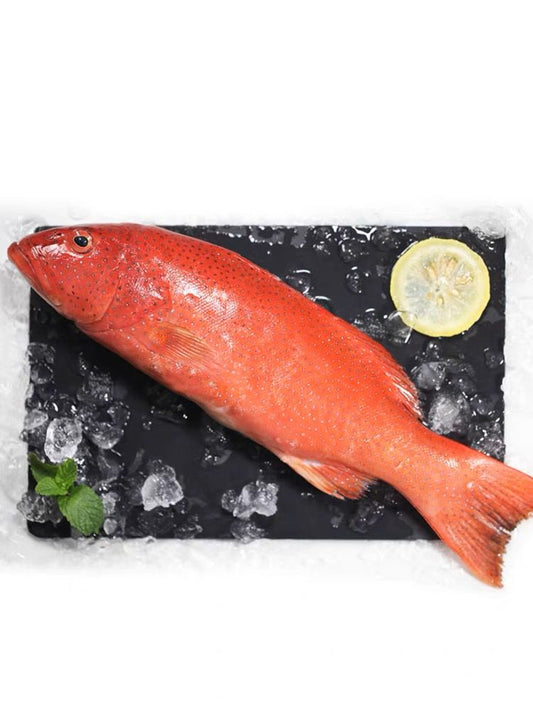 【沙巴七星斑】Sabah Coral Grouper (Whole Fish ) 【1~1.2KG】