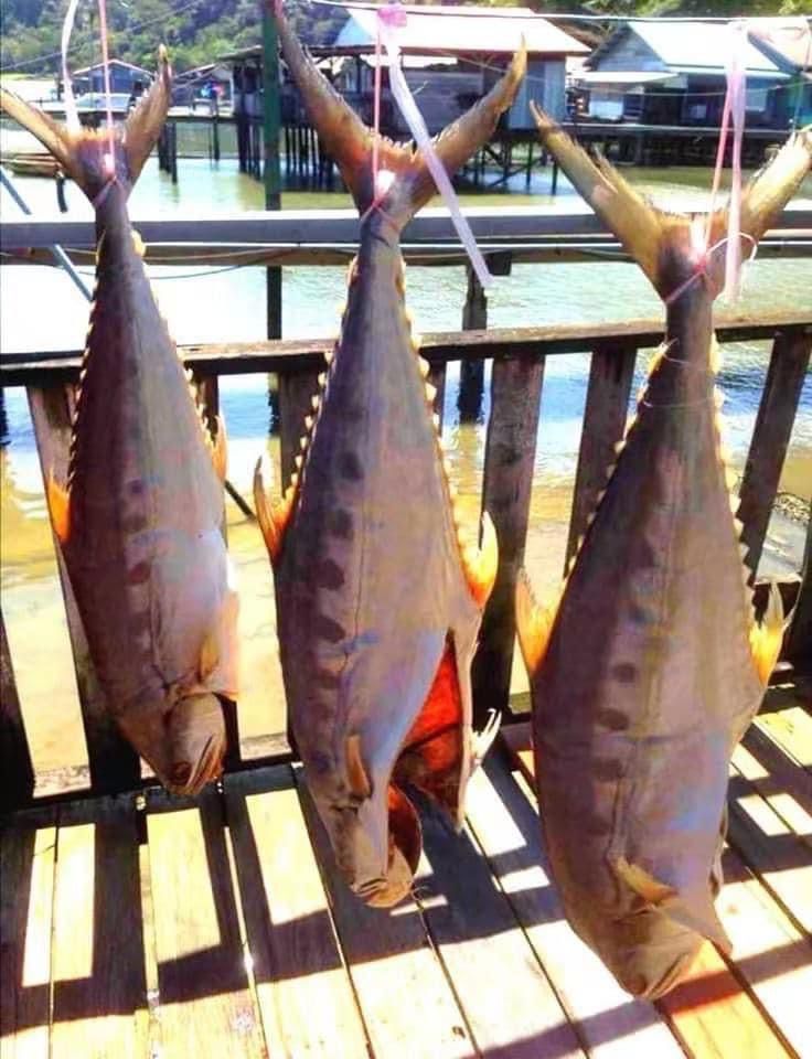 沙巴三板跳咸鱼 —— Sabah Salted Fish ( 900-1kg )