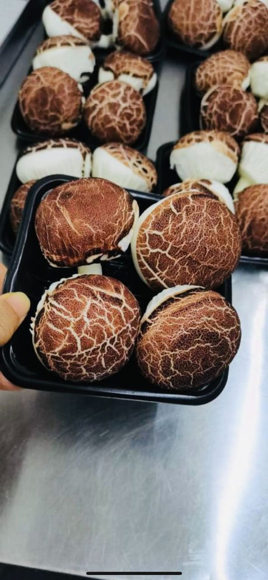 冬菇巧克力包 —— Mushroom Chocolate Pau (4pcs )