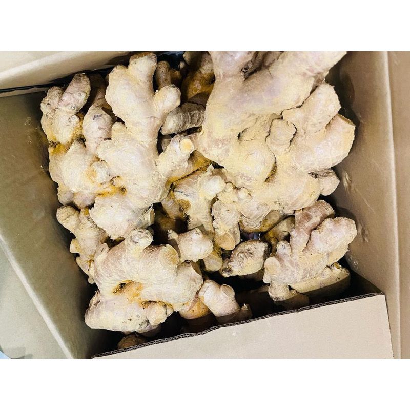 【文冬老姜】Bentong Old Ginger(500G)