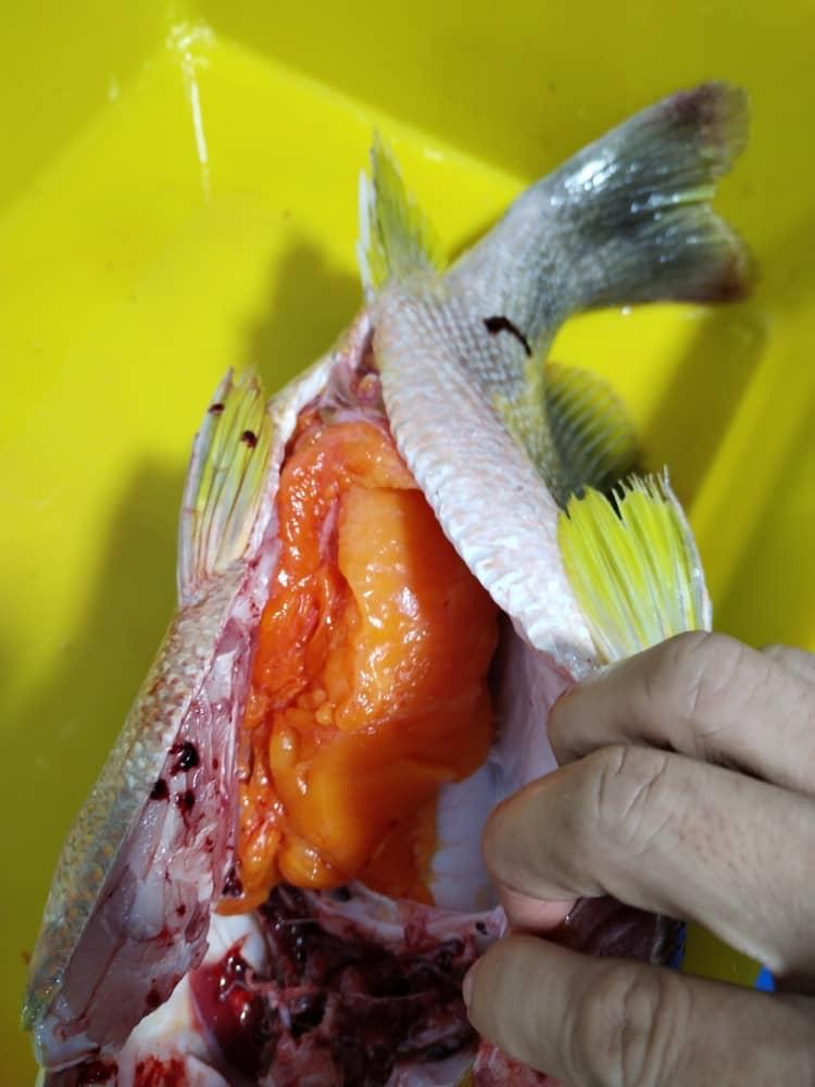 沙巴海底鸡 —— Sabah Deep Sea Chicken Fish (700G +-)