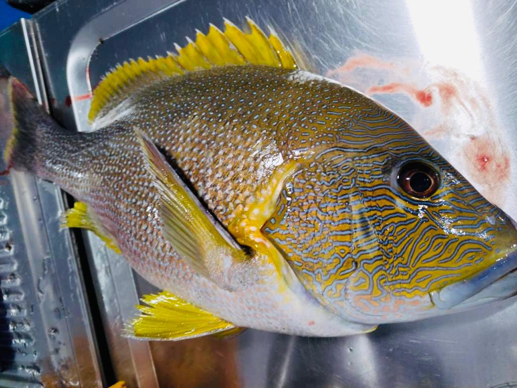沙巴海底鸡 —— Sabah Deep Sea Chicken Fish (700G +-)